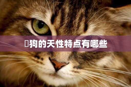 ?狗的天性特點有哪些