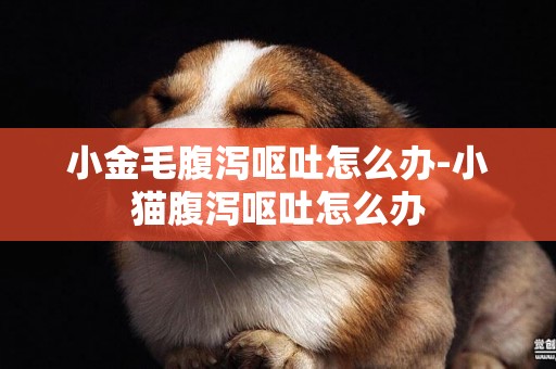小金毛腹瀉嘔吐怎么辦-小貓腹瀉嘔吐怎么辦