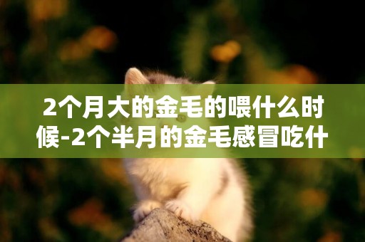 2個月大的金毛的喂什么時候-2個半月的金毛感冒吃什么藥