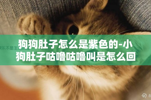 狗狗肚子怎么是紫色的-小狗肚子咕嚕咕嚕叫是怎么回事