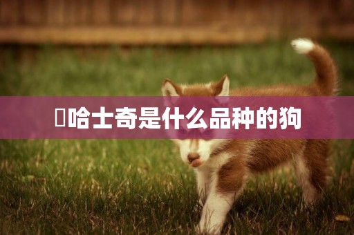 ?哈士奇是什么品種的狗