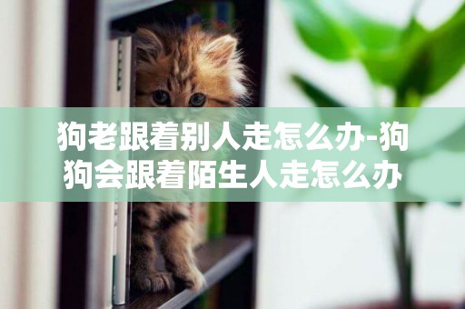 狗老跟著別人走怎么辦-狗狗會跟著陌生人走怎么辦