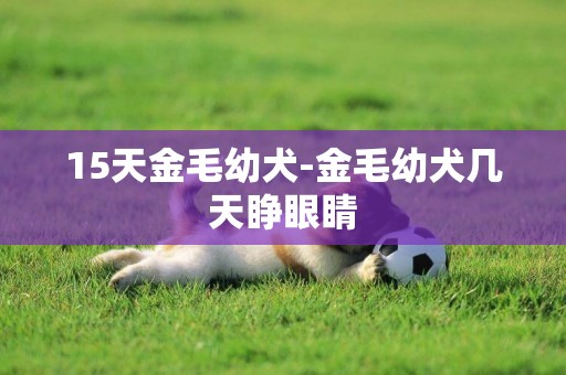 15天金毛幼犬-金毛幼犬幾天睜眼睛