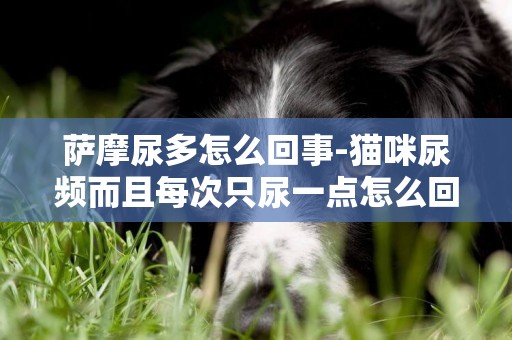 薩摩尿多怎么回事-貓咪尿頻而且每次只尿一點怎么回事