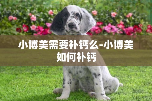 小博美需要補鈣么-小博美如何補鈣