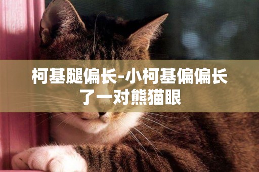 柯基腿偏長-小柯基偏偏長了一對熊貓眼