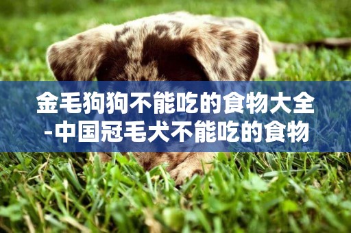 金毛狗狗不能吃的食物大全-中國冠毛犬不能吃的食物大全