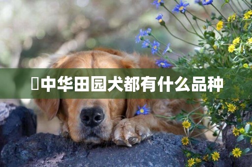 ?中華田園犬都有什么品種