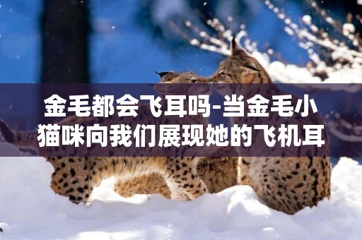 金毛都會飛耳嗎-當金毛小貓咪向我們展現她的飛機耳時