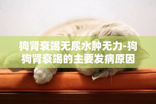 狗腎衰竭無尿水腫無力-狗狗腎衰竭的主要發病原因