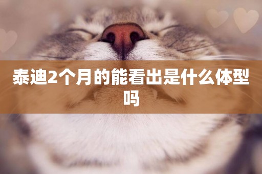 泰迪2個月的能看出是什么體型嗎