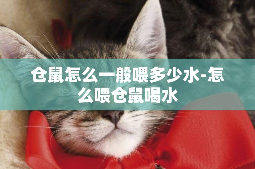 倉鼠怎么一般喂多少水-怎么喂倉鼠喝水
