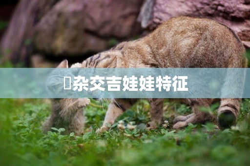 ?雜交吉娃娃特征