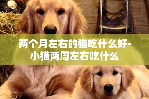 兩個月左右的貓吃什么好-小貓兩周左右吃什么