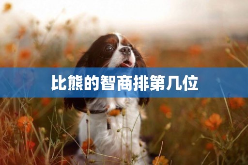 比熊的智商排第幾位