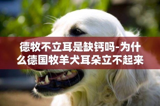 德牧不立耳是缺鈣嗎-為什么德國牧羊犬耳朵立不起來