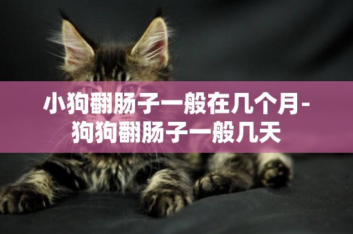 小狗翻腸子一般在幾個月-狗狗翻腸子一般幾天