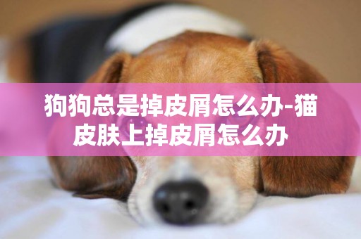狗狗總是掉皮屑怎么辦-貓皮膚上掉皮屑怎么辦
