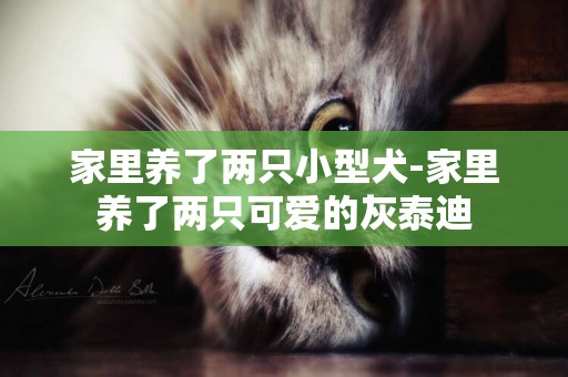 家里養了兩只小型犬-家里養了兩只可愛的灰泰迪