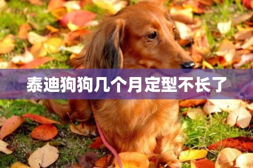 泰迪狗狗幾個月定型不長了