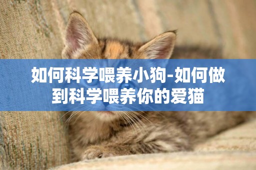 如何科學喂養小狗-如何做到科學喂養你的愛貓