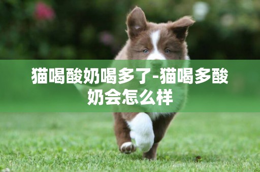 貓喝酸奶喝多了-貓喝多酸奶會怎么樣