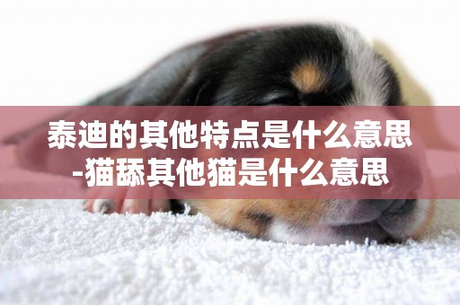泰迪的其他特點是什么意思-貓舔其他貓是什么意思