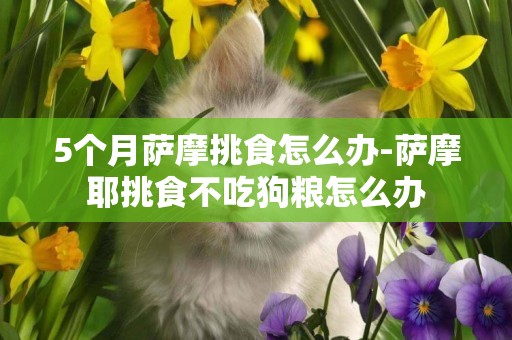 5個月薩摩挑食怎么辦-薩摩耶挑食不吃狗糧怎么辦
