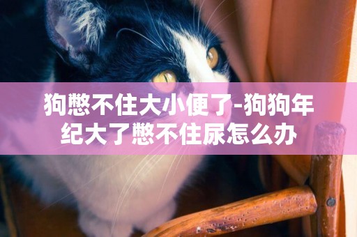 狗憋不住大小便了-狗狗年紀大了憋不住尿怎么辦