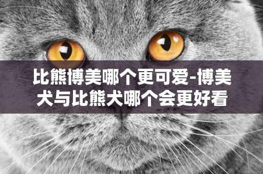 比熊博美哪個更可愛-博美犬與比熊犬哪個會更好看