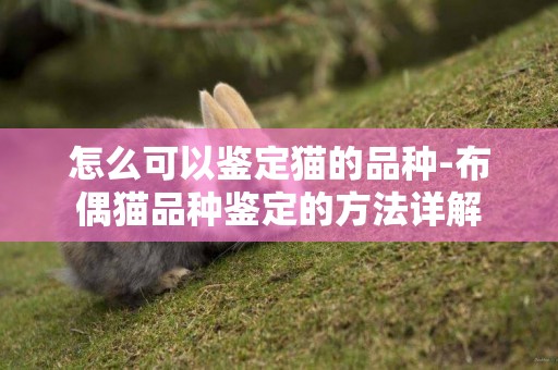 怎么可以鑒定貓的品種-布偶貓品種鑒定的方法詳解