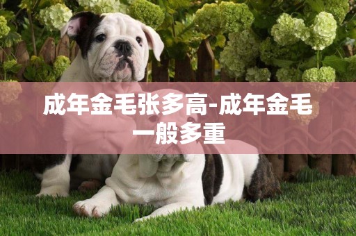成年金毛張多高-成年金毛一般多重