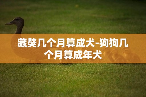 藏獒幾個月算成犬-狗狗幾個月算成年犬