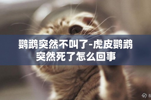 鸚鵡突然不叫了-虎皮鸚鵡突然死了怎么回事