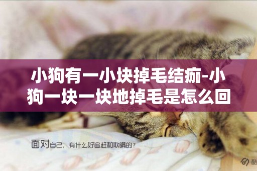 小狗有一小塊掉毛結痂-小狗一塊一塊地掉毛是怎么回事