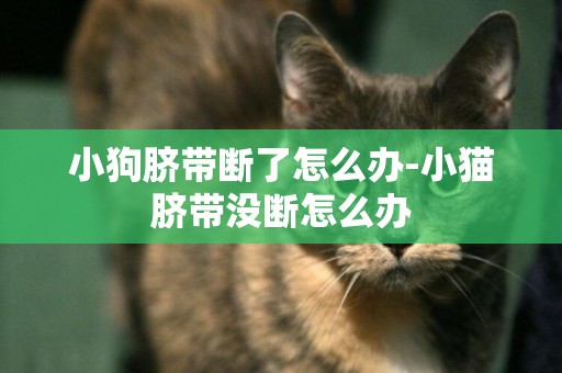 小狗臍帶斷了怎么辦-小貓臍帶沒斷怎么辦