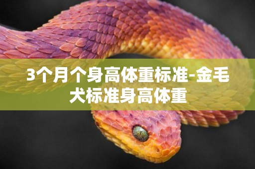 3個月個身高體重標準-金毛犬標準身高體重
