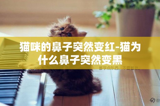 貓咪的鼻子突然變紅-貓為什么鼻子突然變黑
