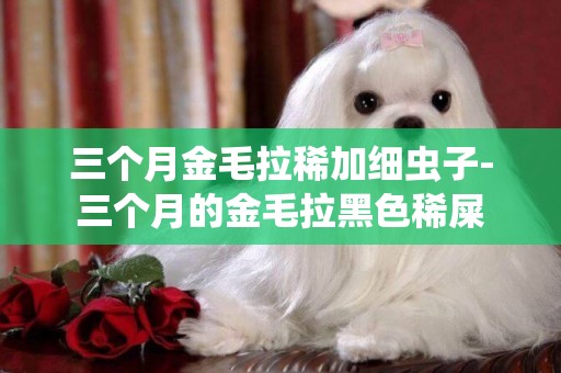 三個月金毛拉稀加細蟲子-三個月的金毛拉黑色稀屎