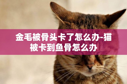 金毛被骨頭卡了怎么辦-貓被卡到魚骨怎么辦