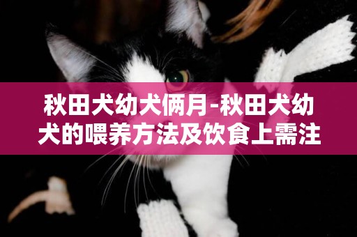 秋田犬幼犬倆月-秋田犬幼犬的喂養方法及飲食上需注意的事項有哪些