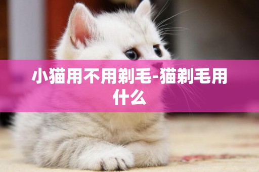 小貓用不用剃毛-貓剃毛用什么