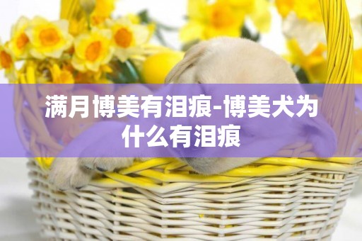 滿月博美有淚痕-博美犬為什么有淚痕