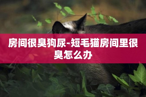 房間很臭狗尿-短毛貓房間里很臭怎么辦
