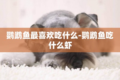 鸚鵡魚最喜歡吃什么-鸚鵡魚吃什么蝦