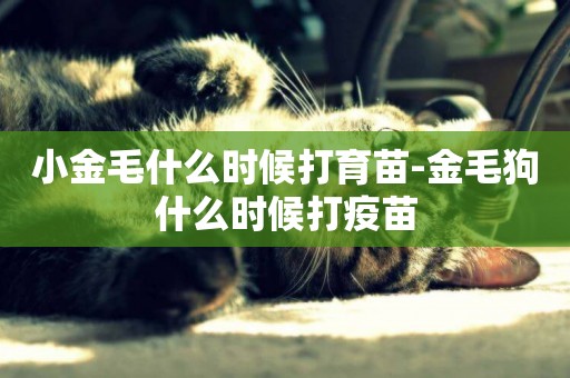 小金毛什么時候打育苗-金毛狗什么時候打疫苗