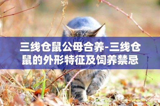 三線倉鼠公母合養-三線倉鼠的外形特征及飼養禁忌