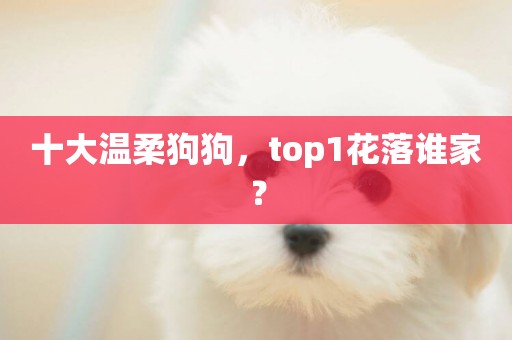 十大溫柔狗狗，top1花落誰家？