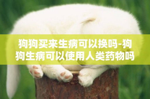狗狗買來生病可以換嗎-狗狗生病可以使用人類藥物嗎