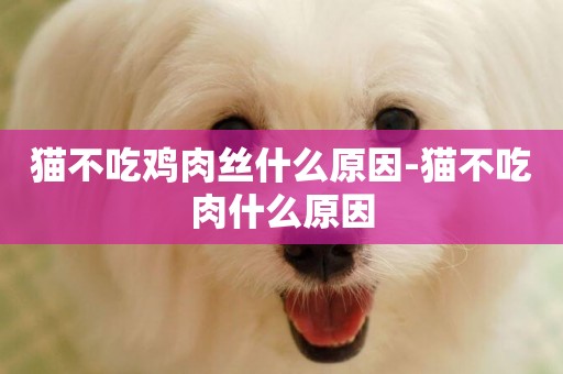貓不吃雞肉絲什么原因-貓不吃肉什么原因